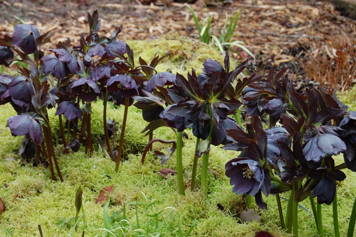 Double strain - Slate морозник