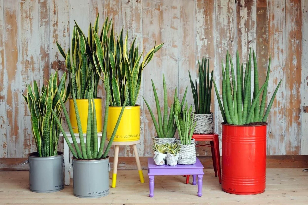 Сансевиерия трьохполосчаста (Sansevieria trifasciata).