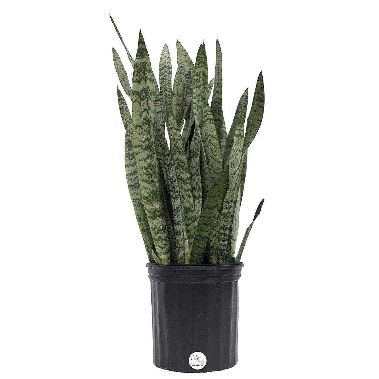 Sansevieria cylindrica Wild.