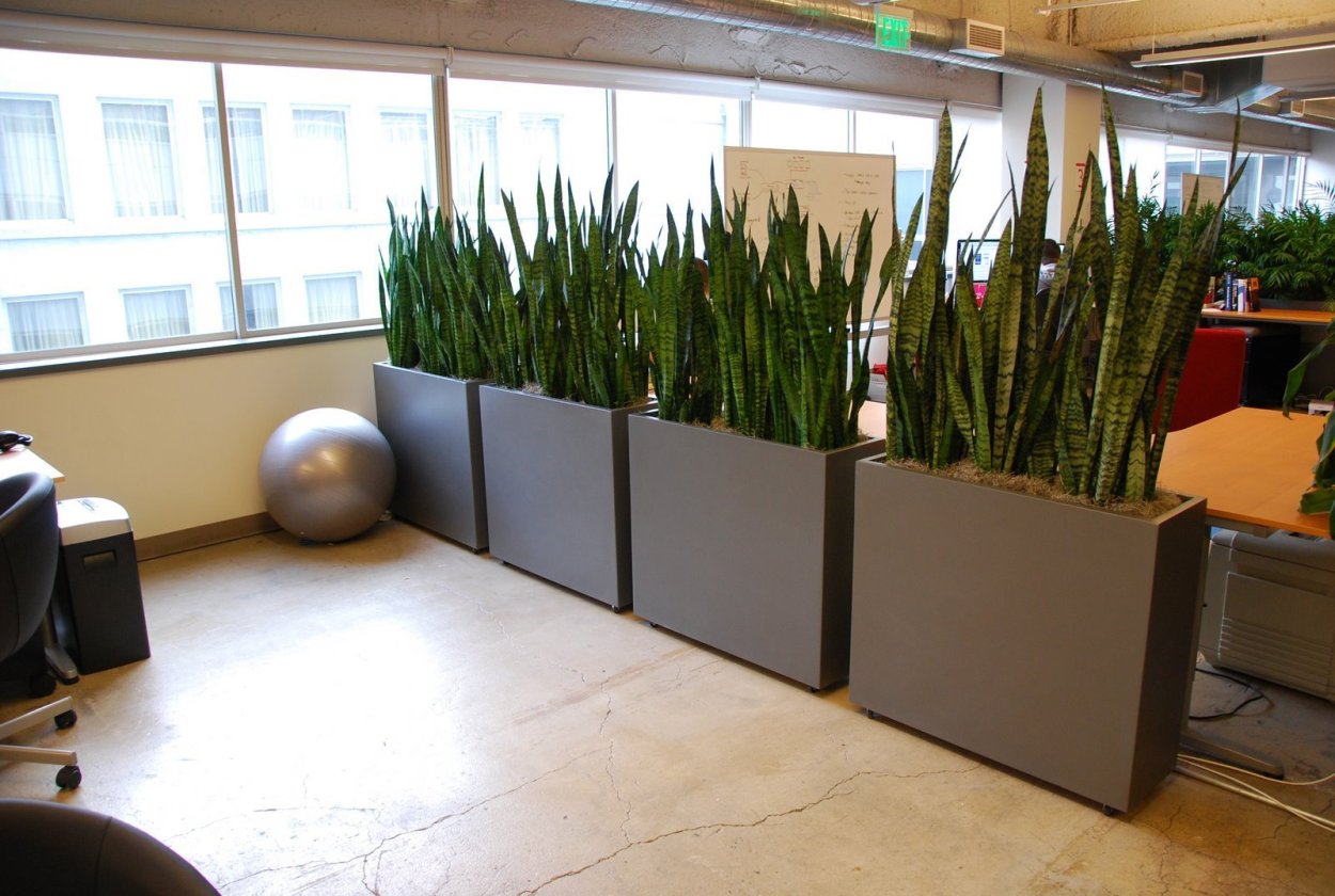 Dracaena trifasciata