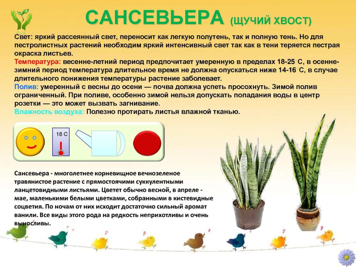 Сансевьера либерийская