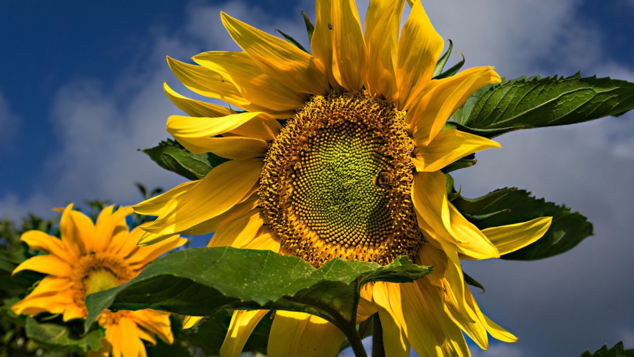 Подсолнухи ромашки красивые