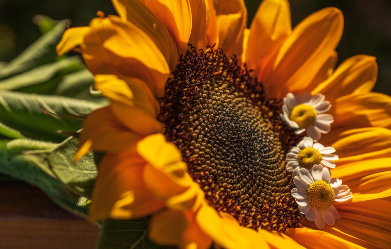 Подсолнечник, подсолнух (Helianthus) срезка