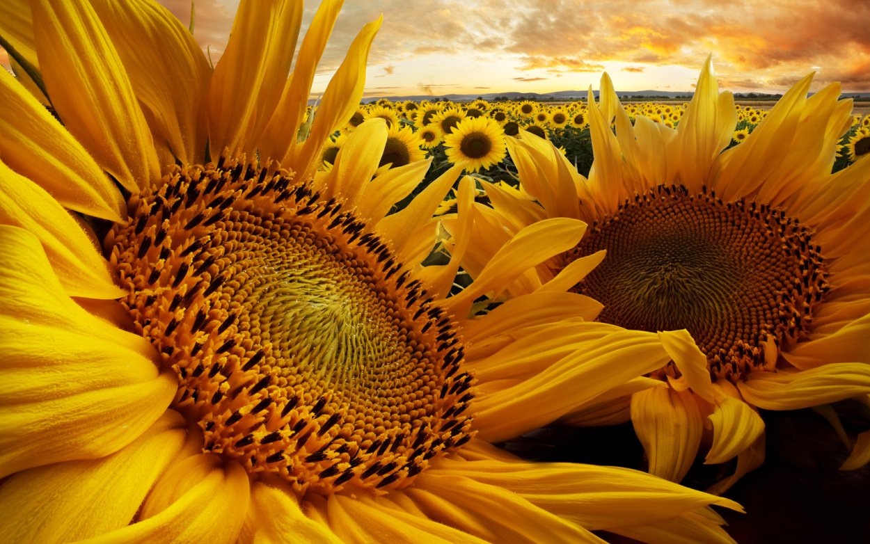 LG 5543 CL подсолнечник