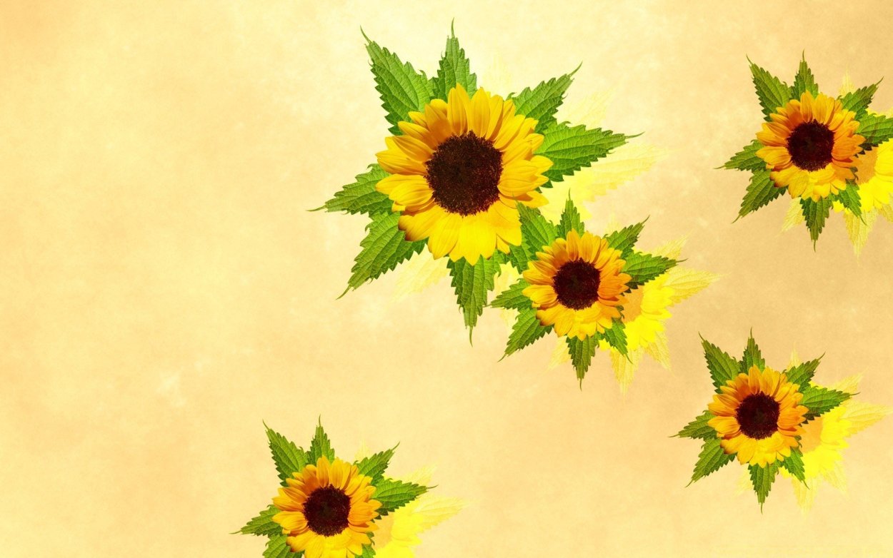 Подсолнух цветок