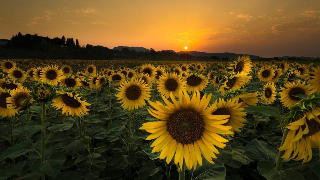 Рисунки с изображением подсолнуха или подсолнуховый полей