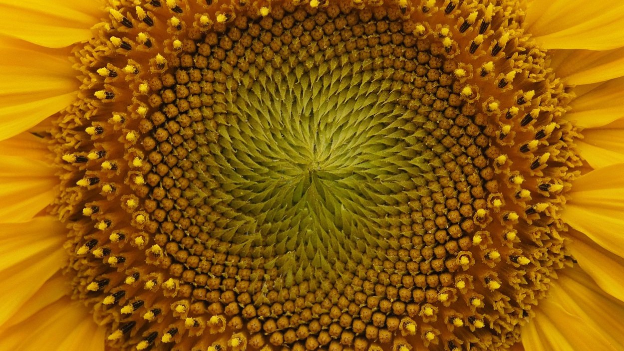 Подсолнух жёлтый Пигмей декоративный