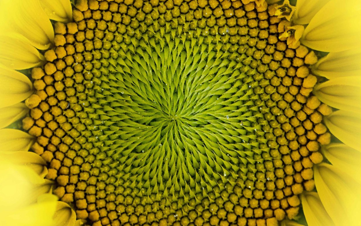 Подсолнухи в июне