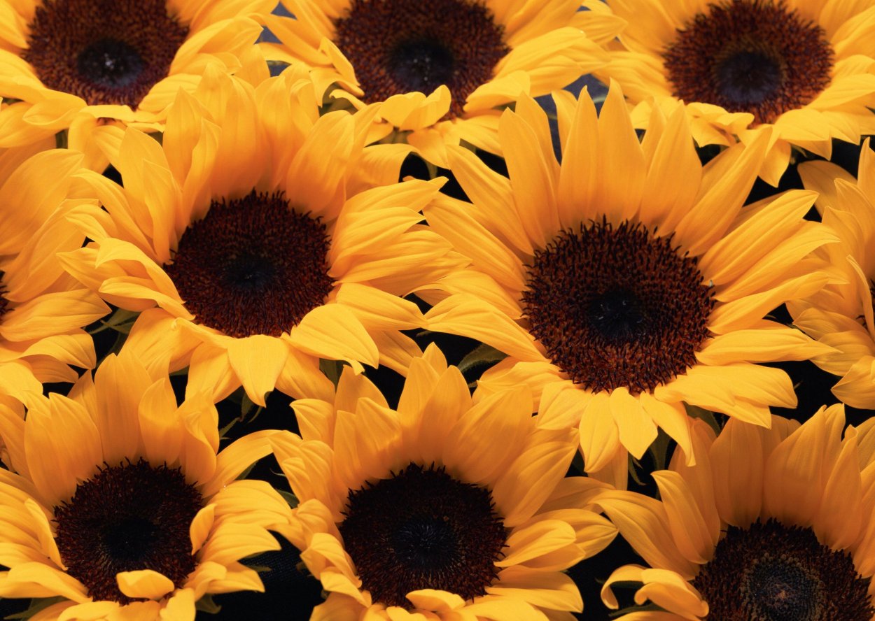 Подсолнух орнамент