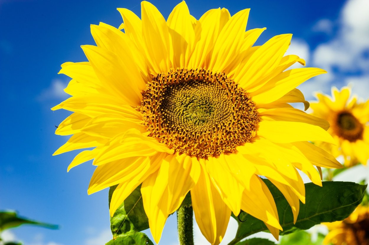 Срезанные Подсолнухи