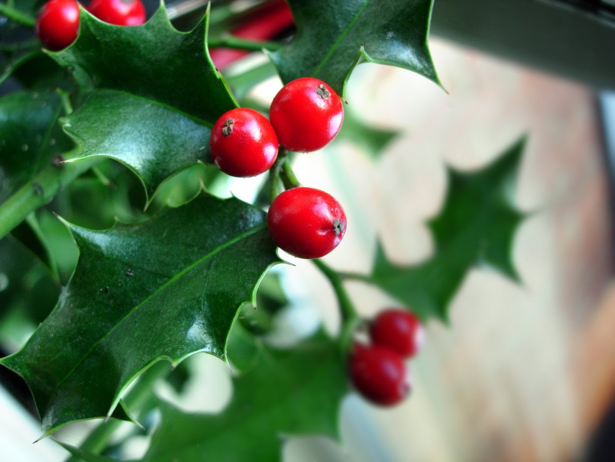 Омела красная