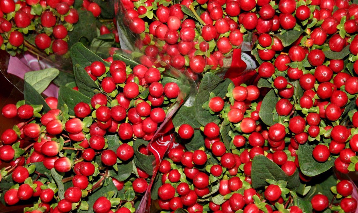 Зверобой Гиперикум красный