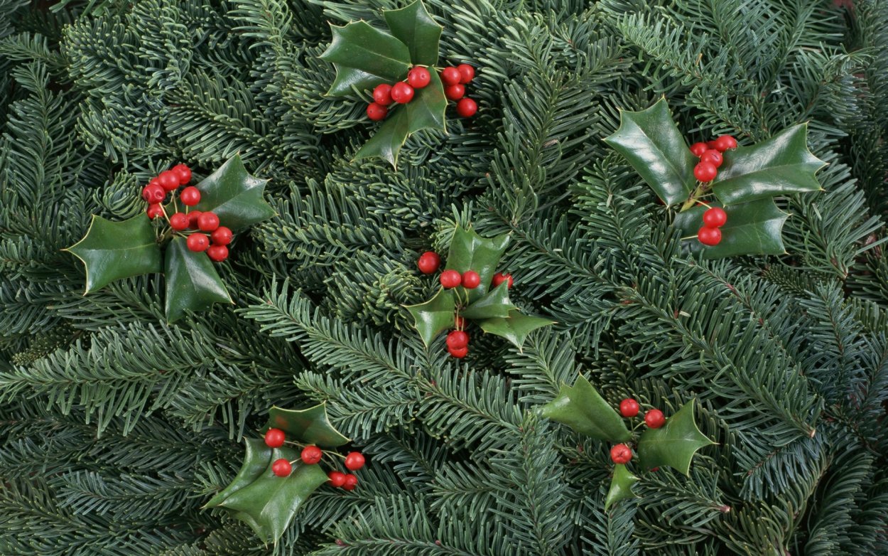 Падуб остролистный Рождество