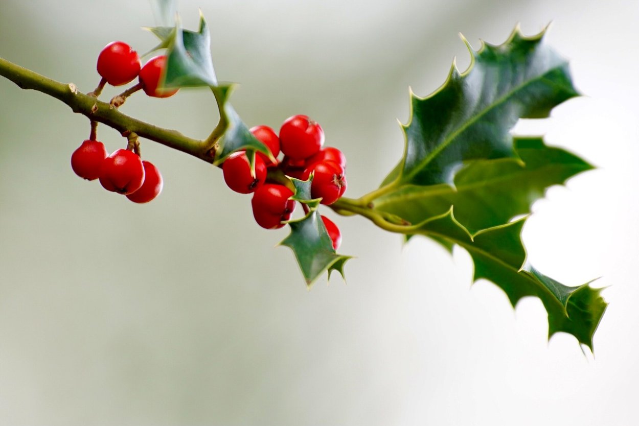 Остролист Рождественский