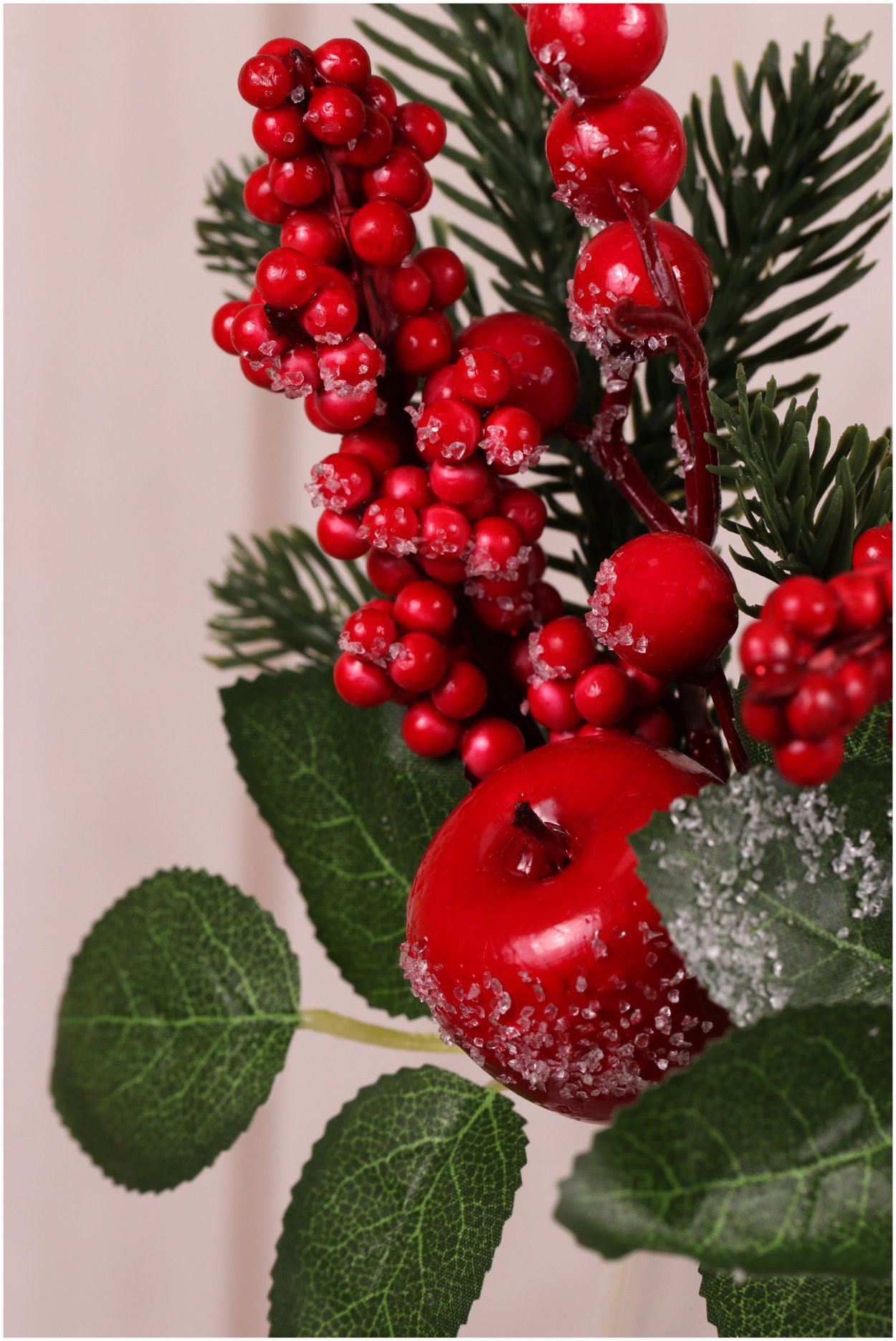 Омела остролист