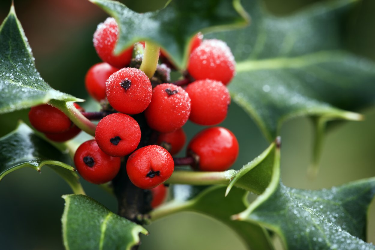 Остролист – Holly