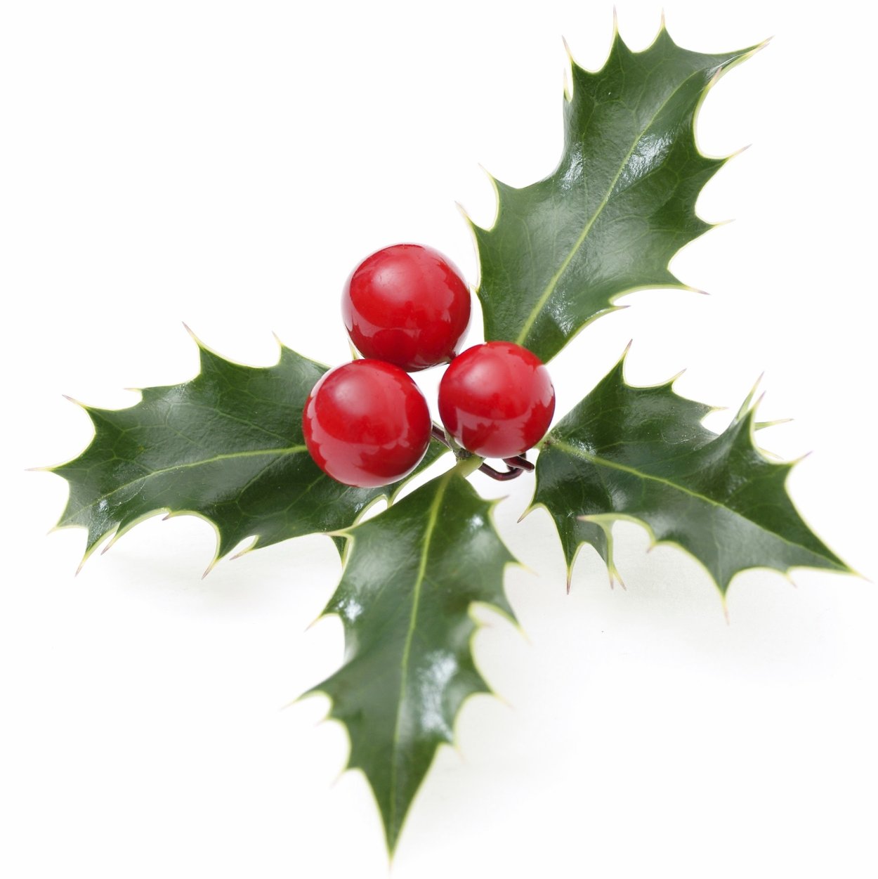 Падуб Мезерва Blue Angel