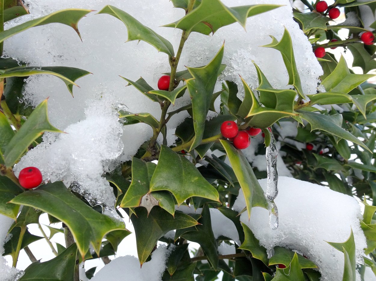 Омела Рождественская традиция в Британии