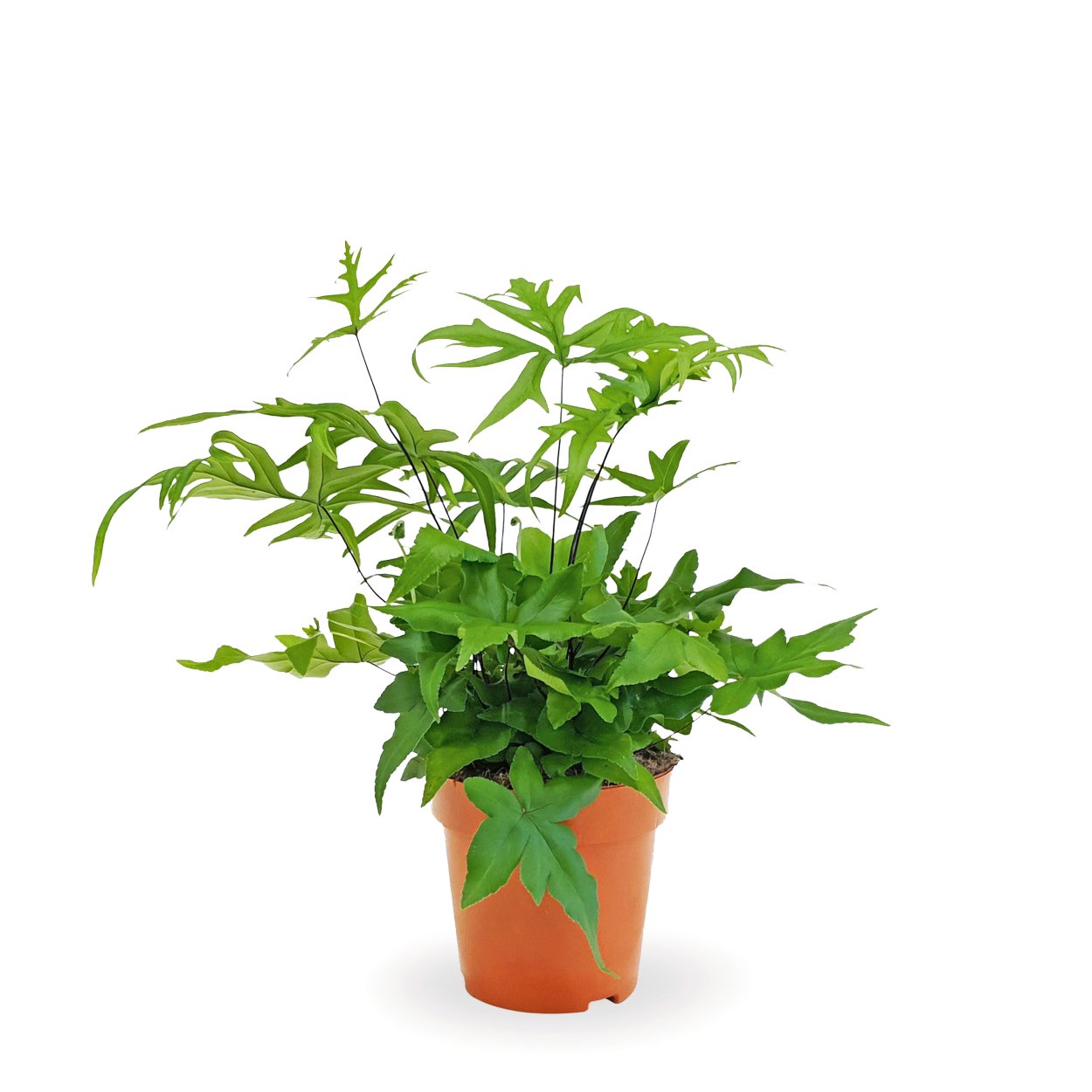 Папоротник Птерис Критский