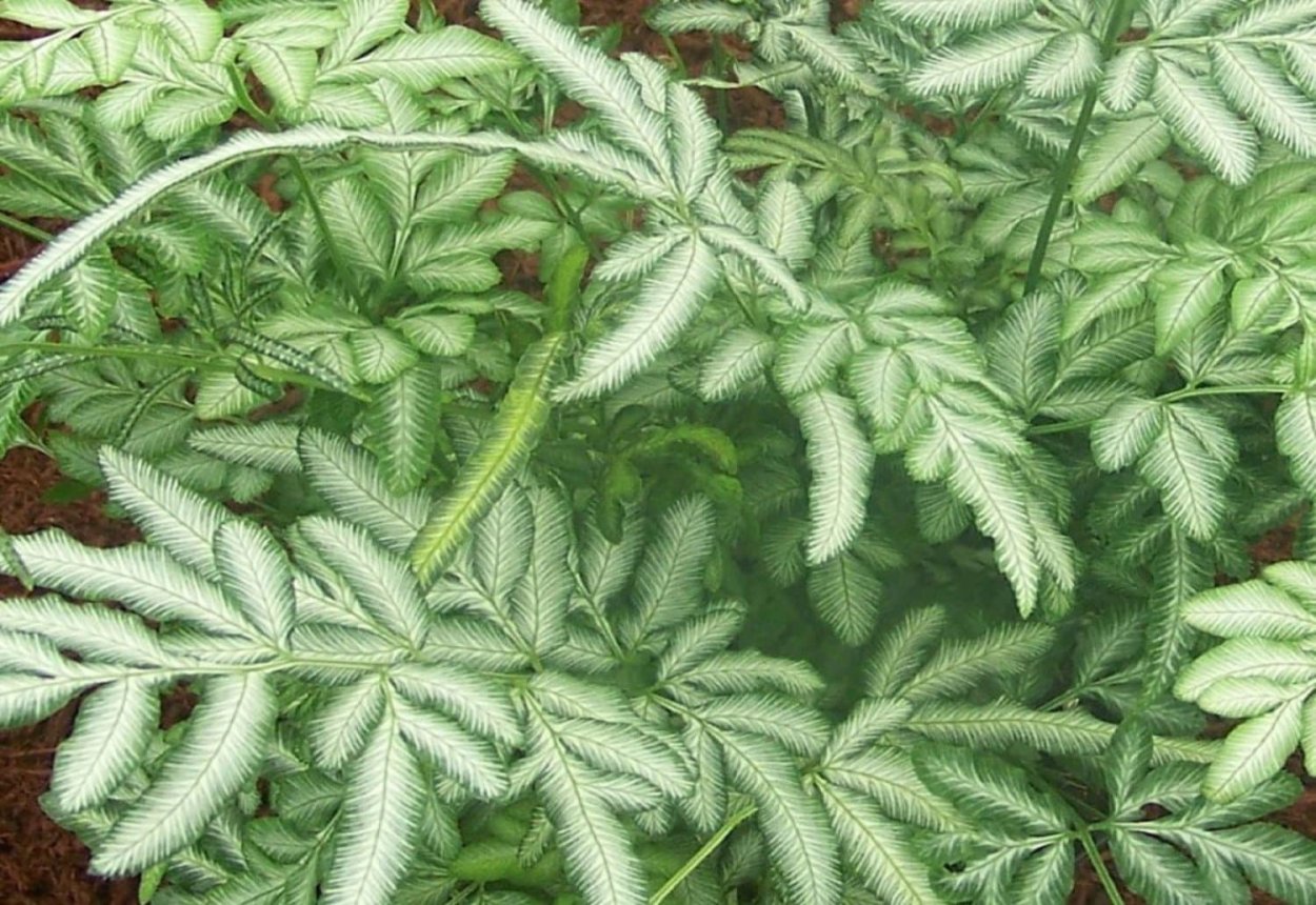 Нефролепис Птерис аргиреякупить