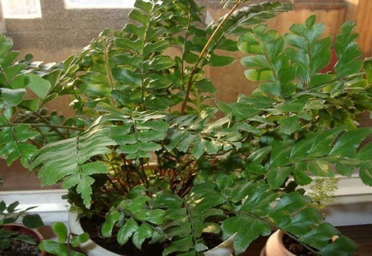 Птерисовые комнатные растения