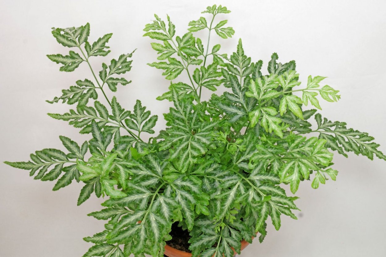 Птерис Критский Альболинеата