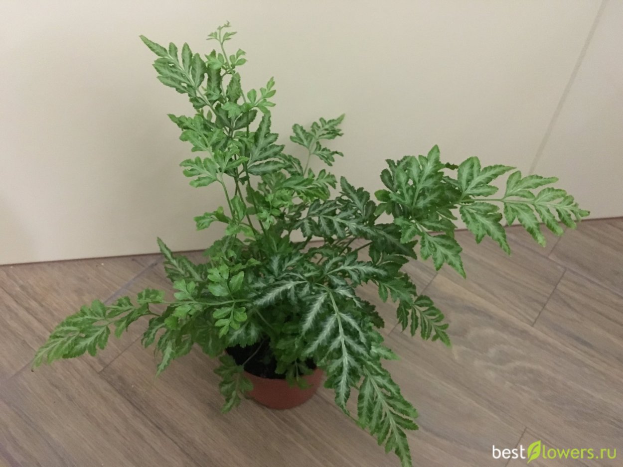 Папоротник Pteris multifida