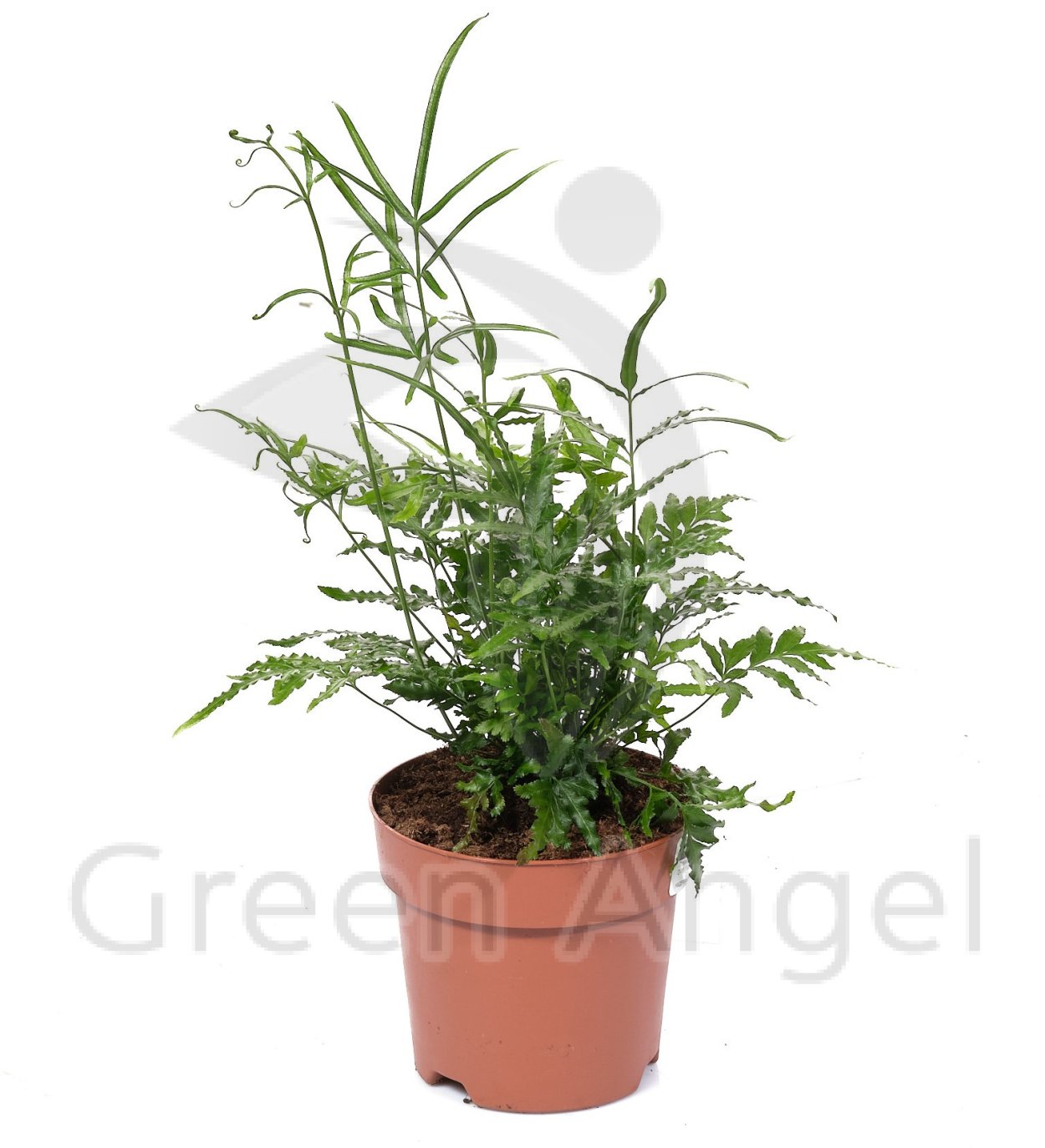 Птерис микс