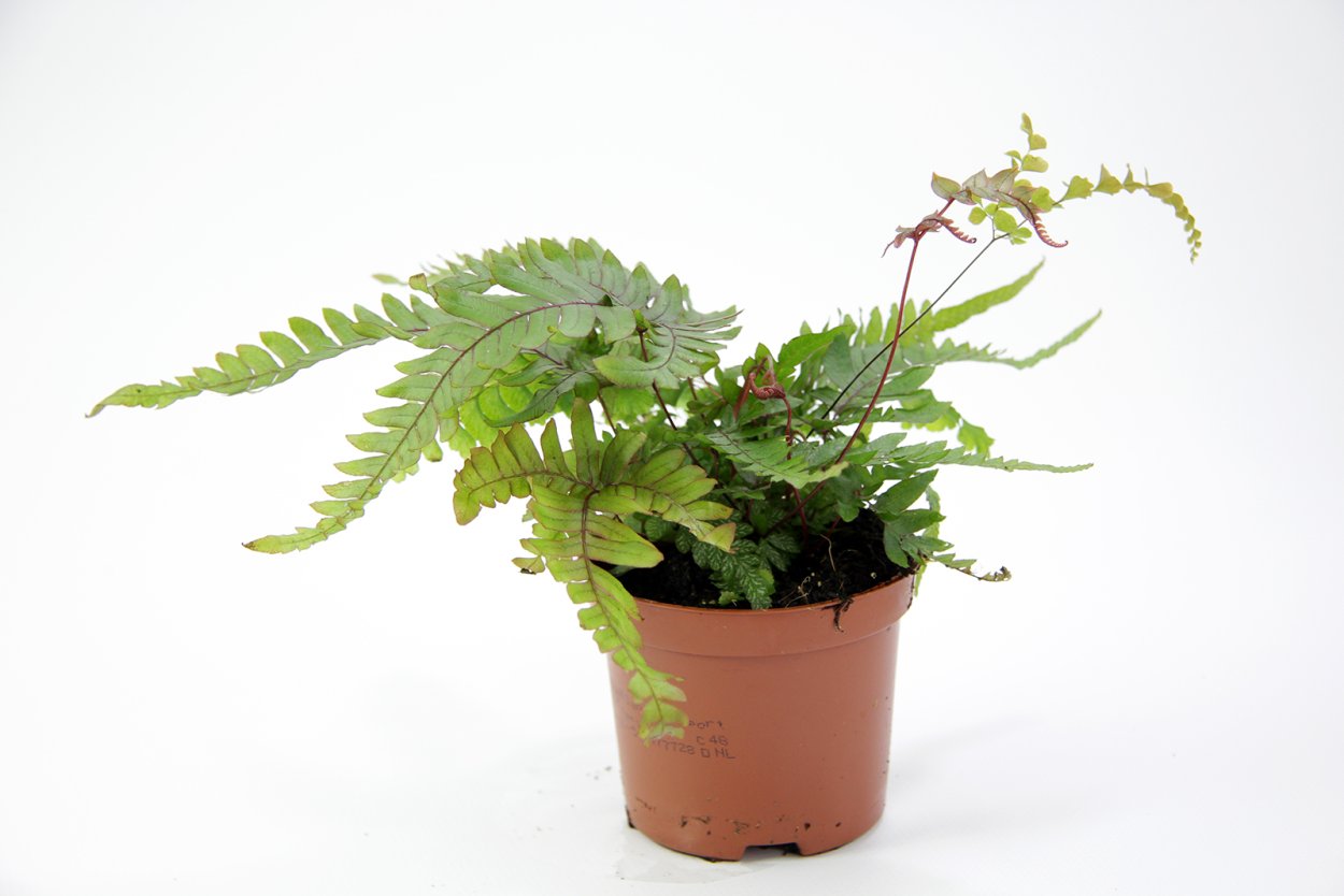 Род Птерис фото