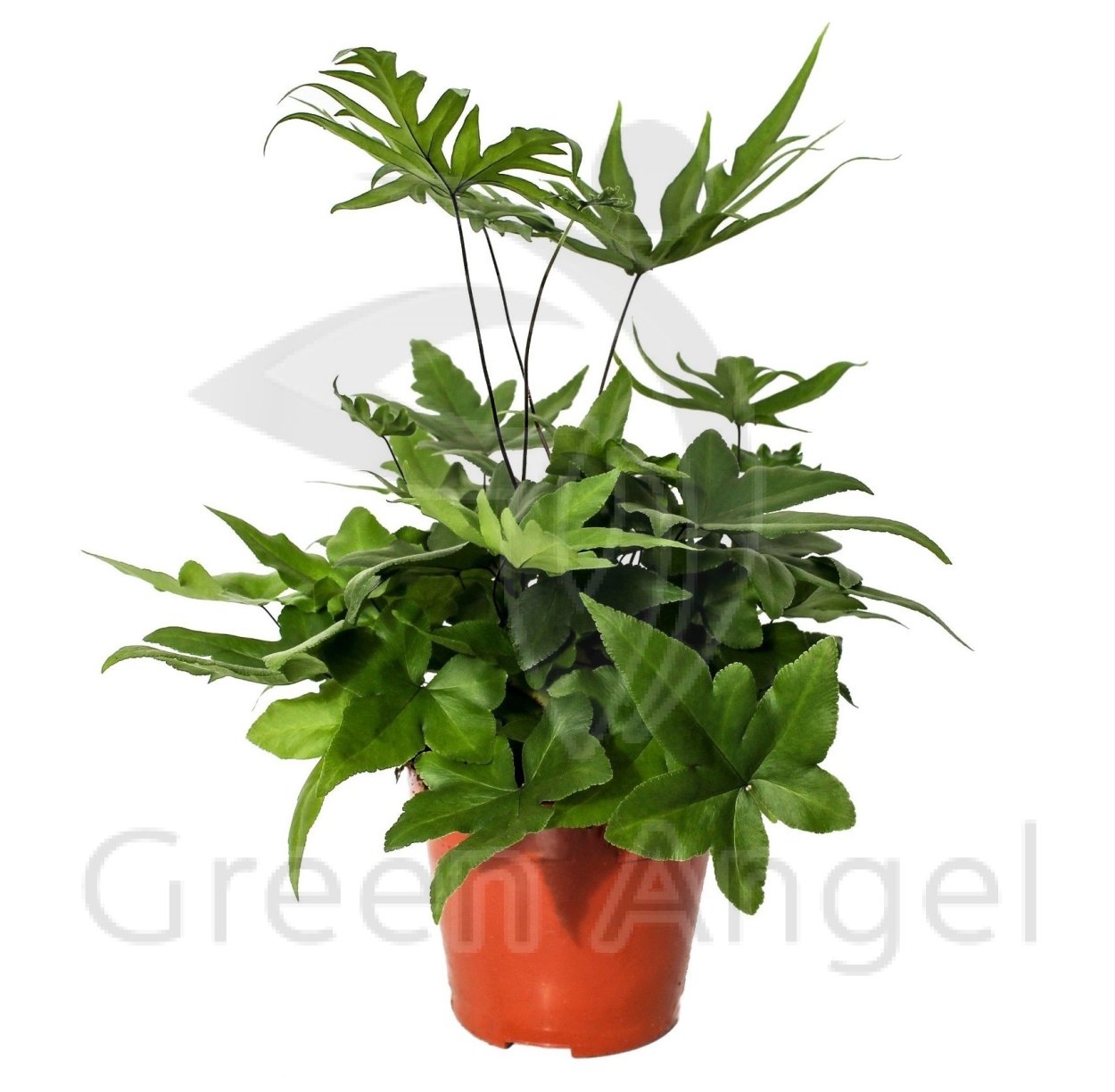 Птерис Критский