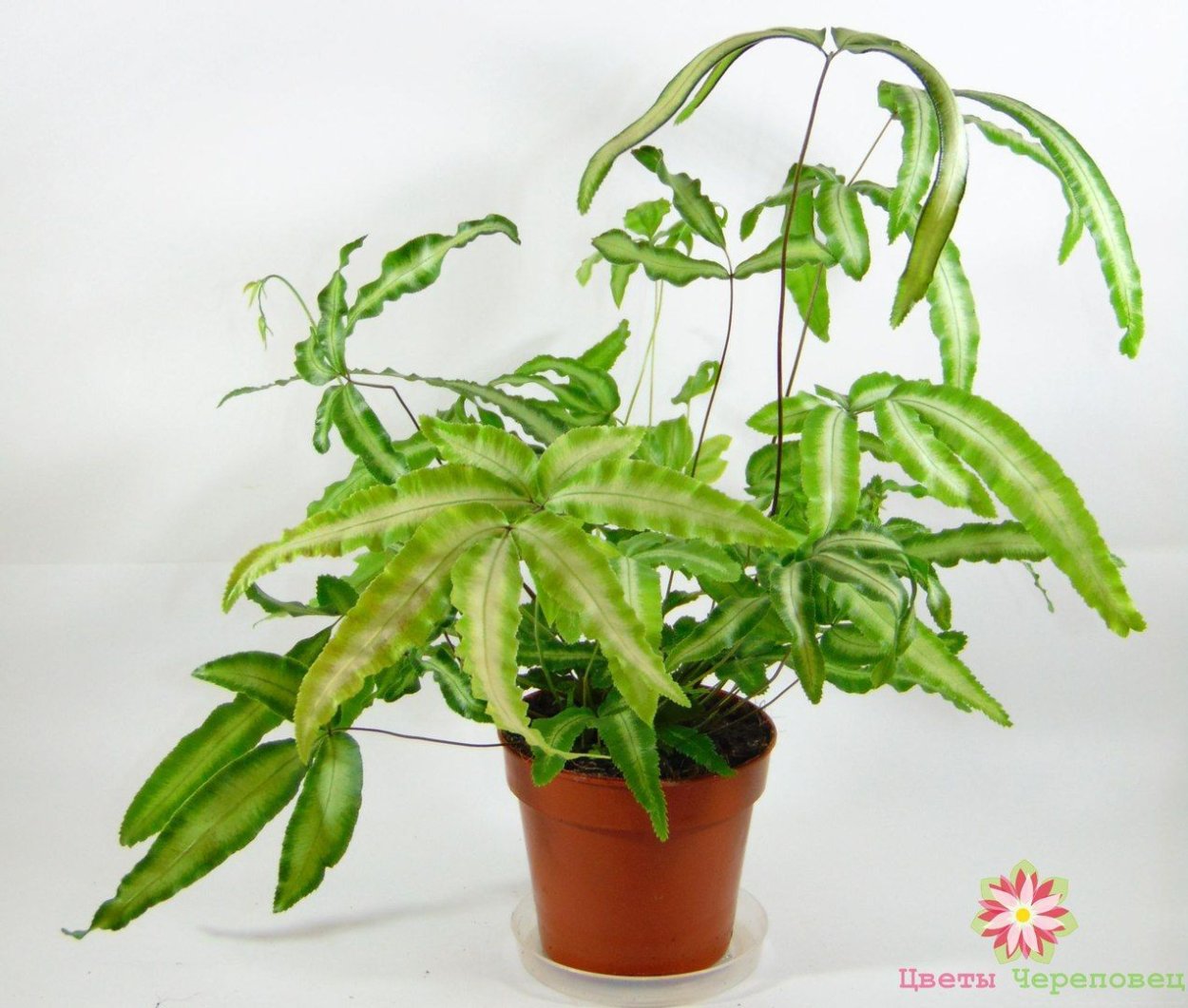 Птерис Критский серповидный