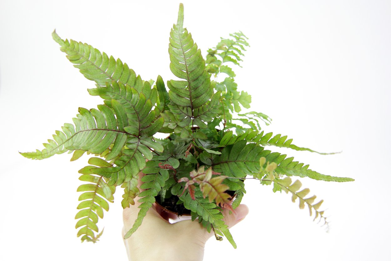 Птерис quadriaurita Tricolor