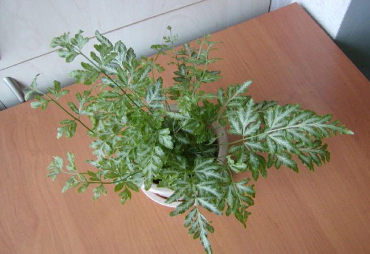 Птерис в Подмосковье