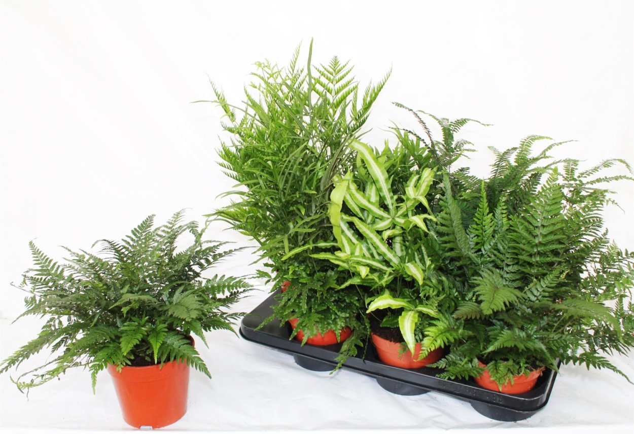 Папоротник Птерис