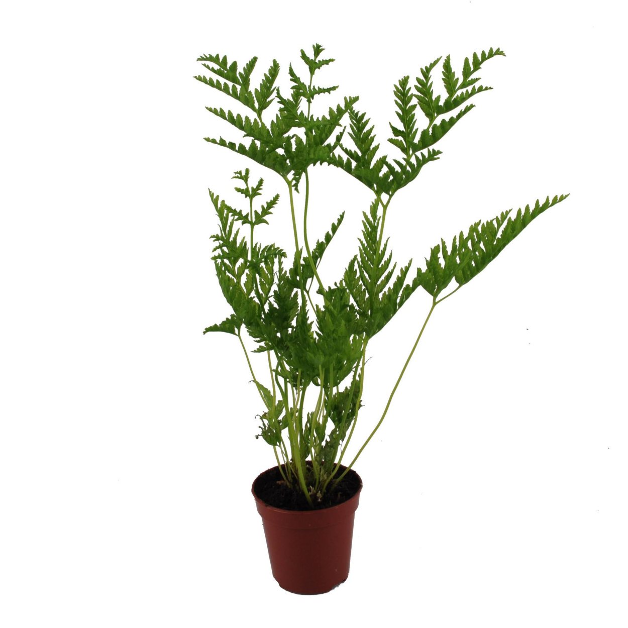 Птерис Критский