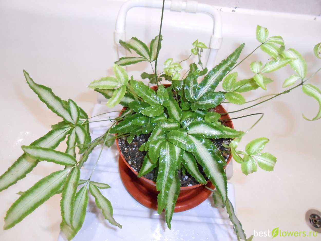 Птерис Альба