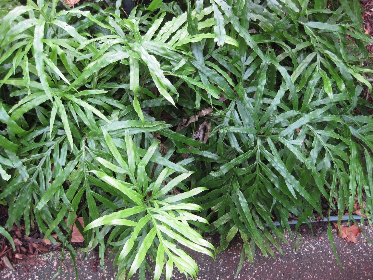 Птерис Критский Альболинеата