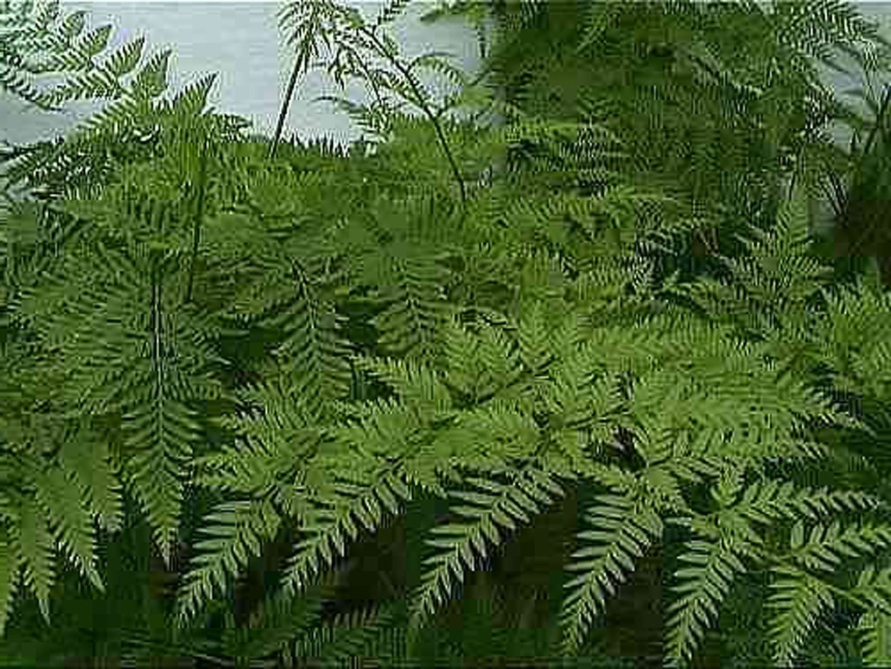 Птерис длинный