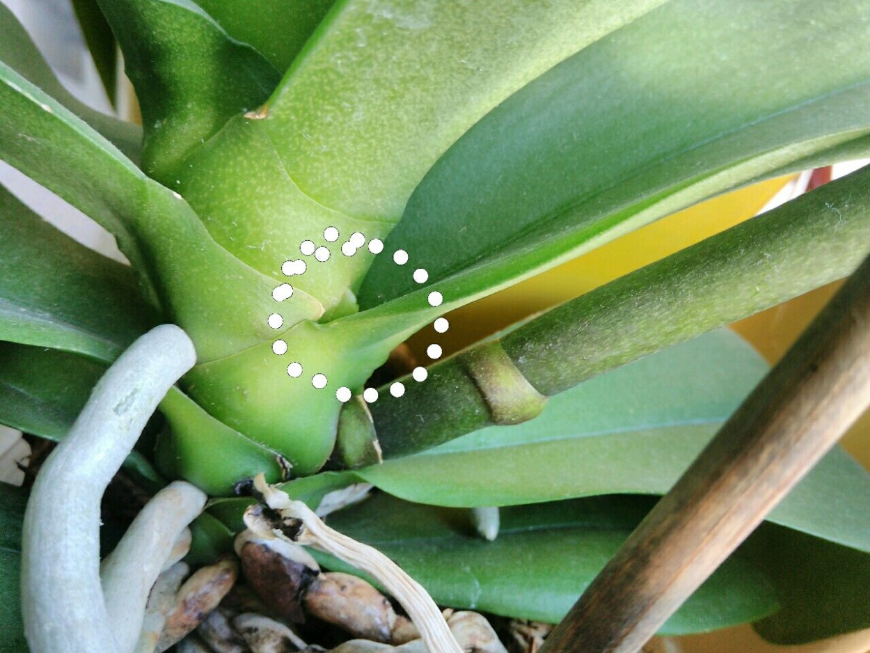 Орхидея фаленопсис детка