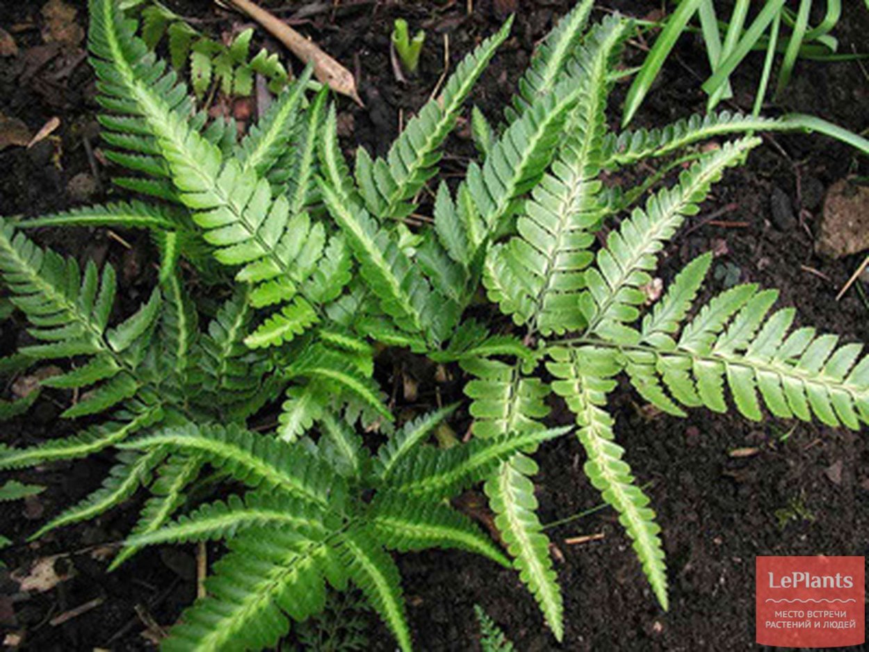 Папоротник Птерис