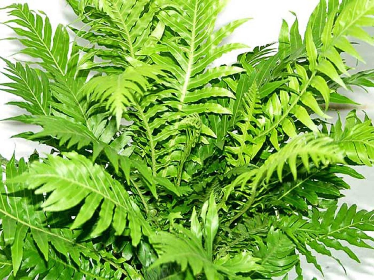 Птерис вариегатный