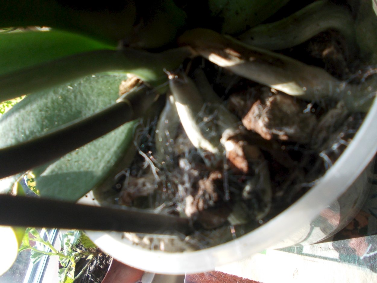 Плесень на орхидеи фаленопсис