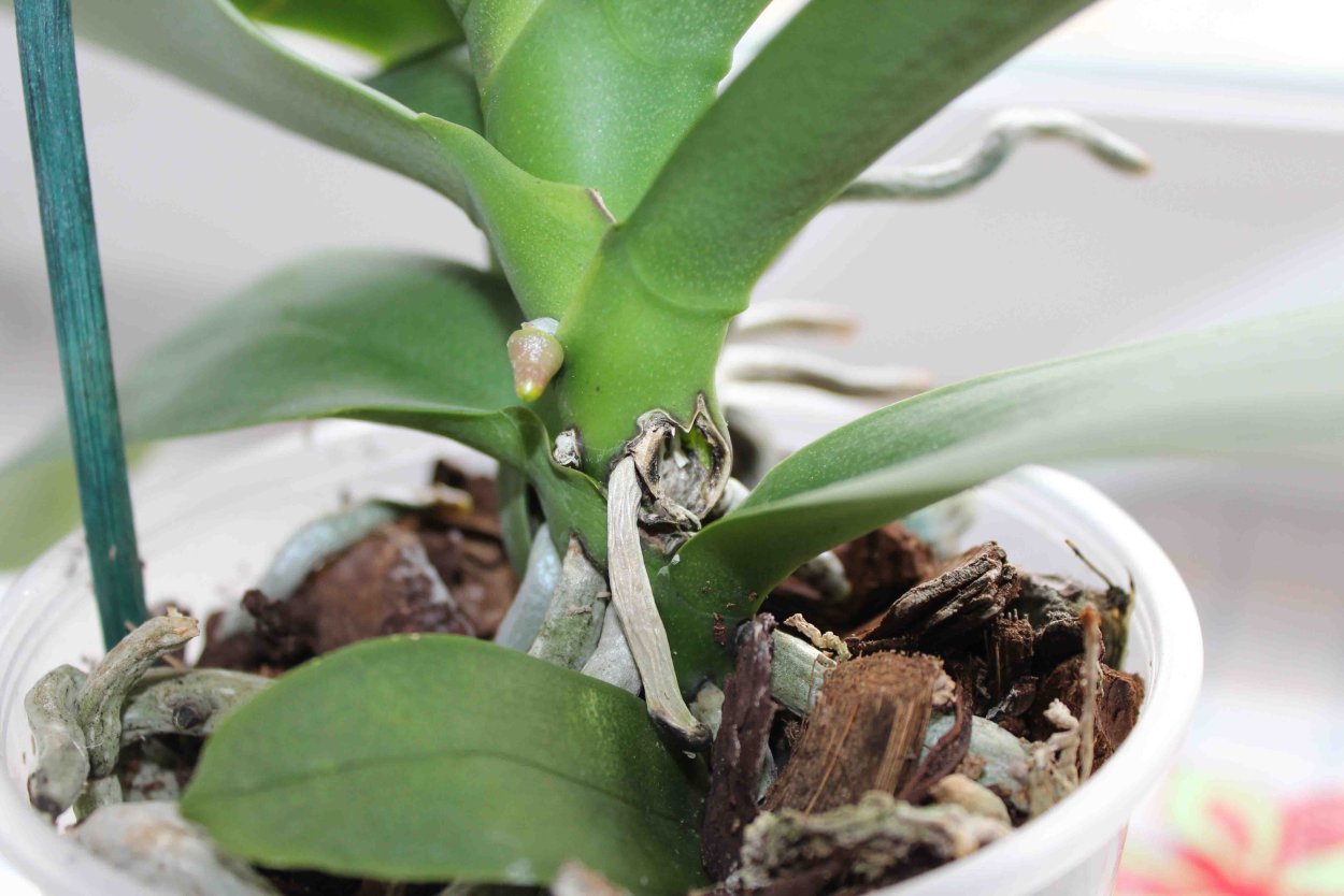 Кокон паутинного клеща