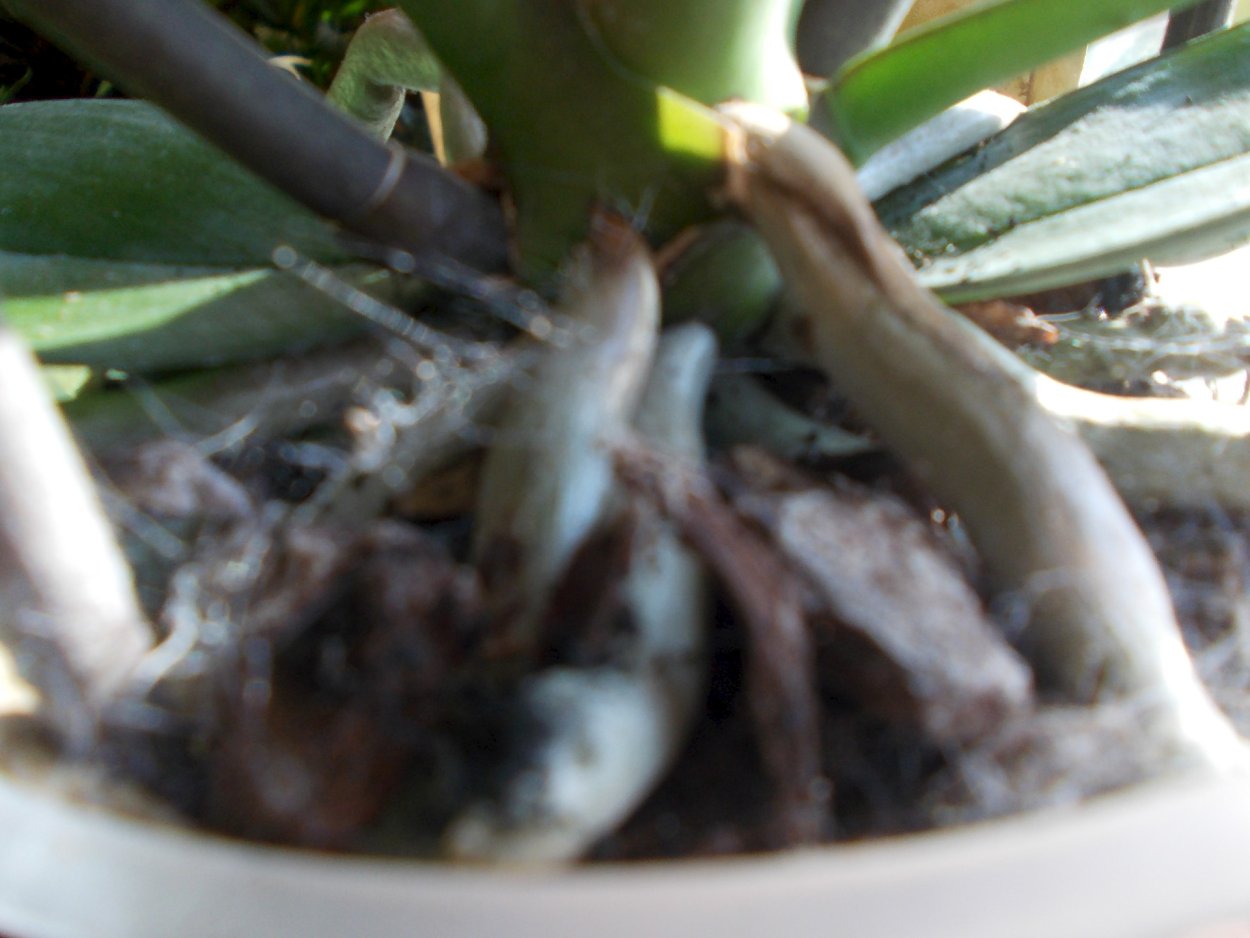 Фаленопсис фузариозная гниль