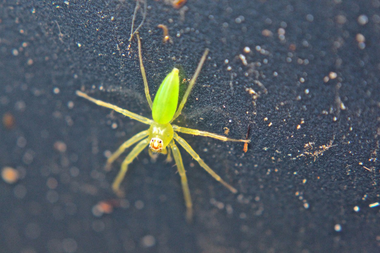 Фаленопсис черная пятнистость