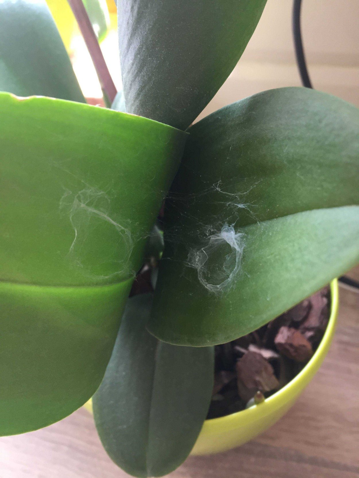 Паутина на орхидеи фаленопсис