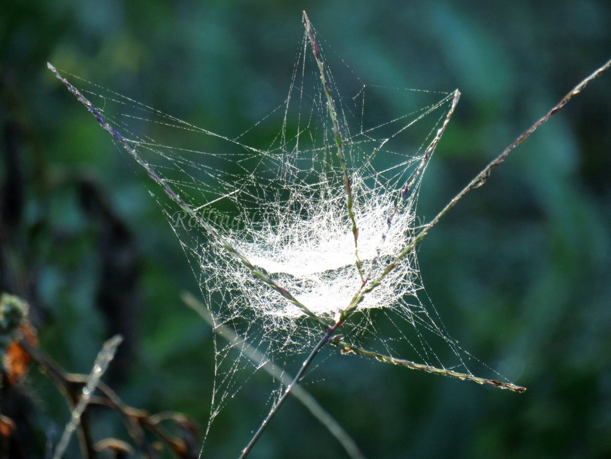 Паук на паутине