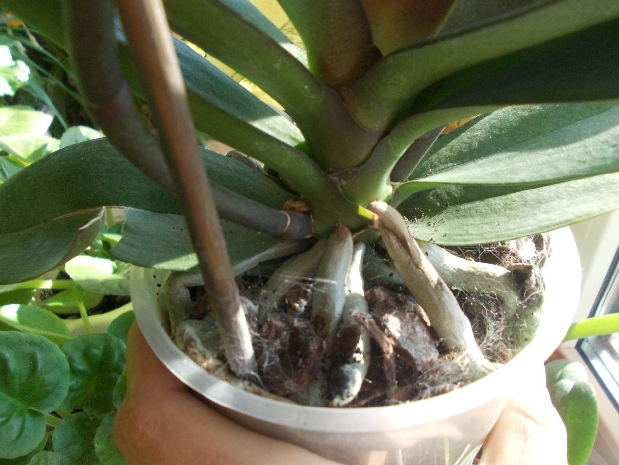 Паутина на орхидеи фаленопсис