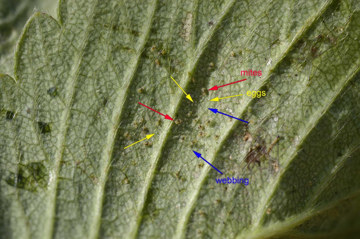 Хойя паутинный клещ