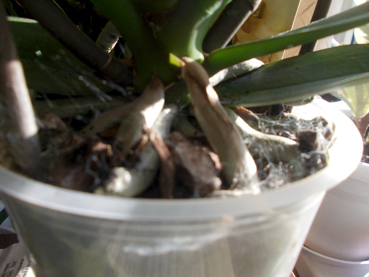 Весенние пауки